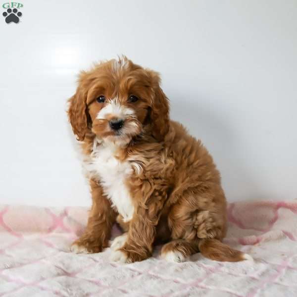 Misty, Mini Goldendoodle Puppy